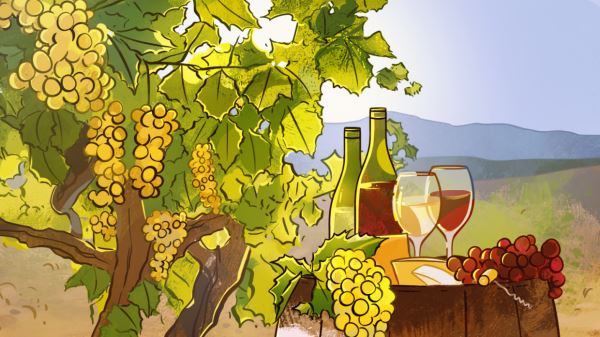 Производство вина во Франции может достичь исторического минимума