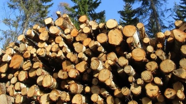 Ученые ВятГУ придумали новый способ борьбы с отходами деревообработки